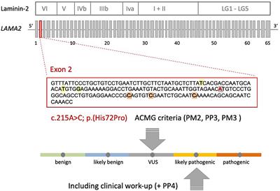 Evidence of Two Novel LAMA2 Variants in a Patient With Muscular Dystrophy: Facing the Challenges of a Certain Diagnosis